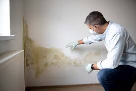 Reliable Vado, NM Mold Prevention & Removal  Solutions